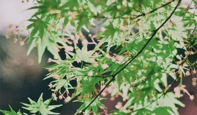 ʧZ